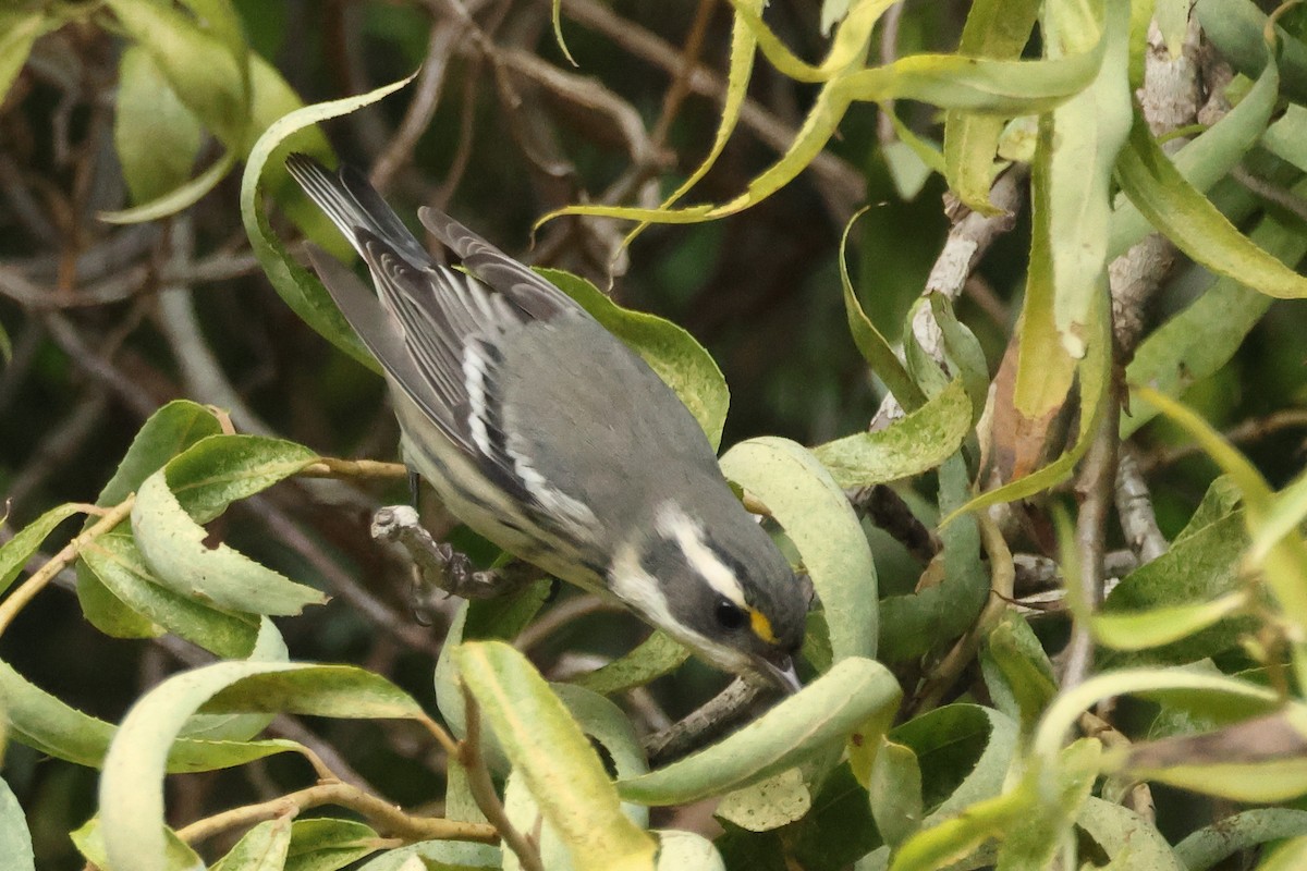 Black-throated Gray Warbler - ML644331599