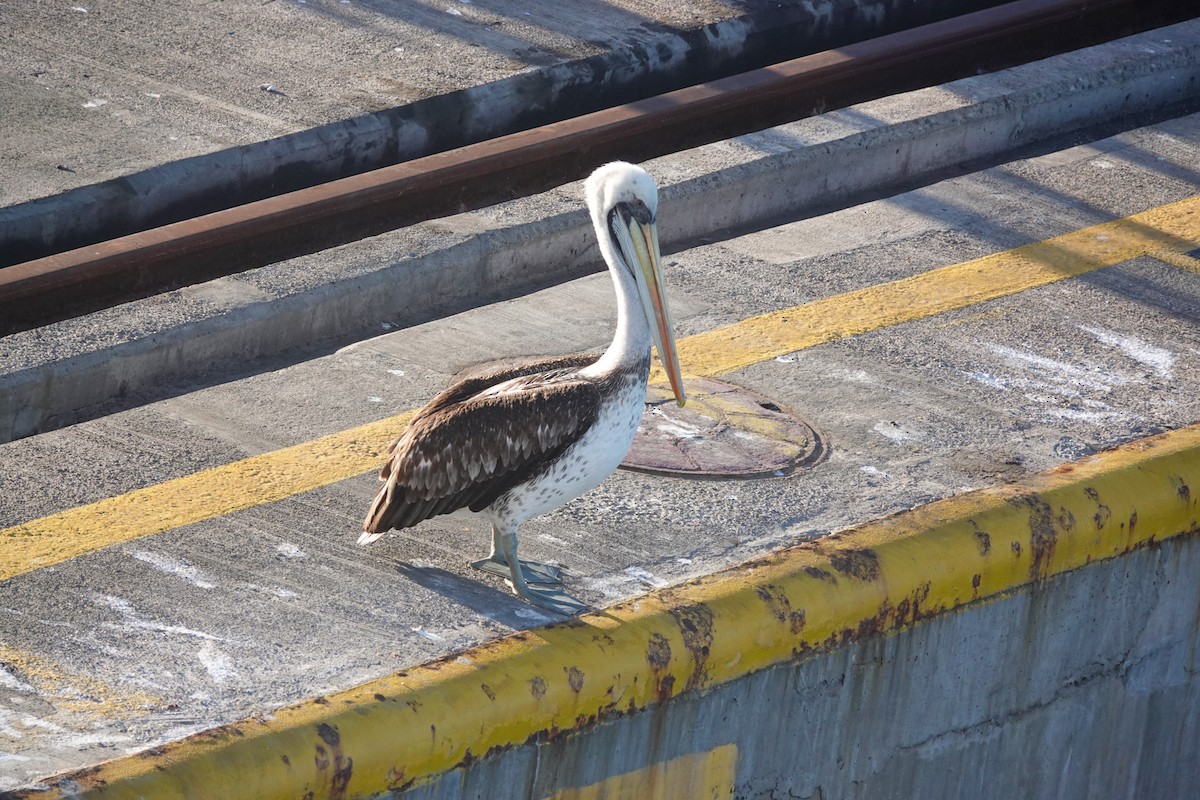 Peru Pelikanı - ML644331601