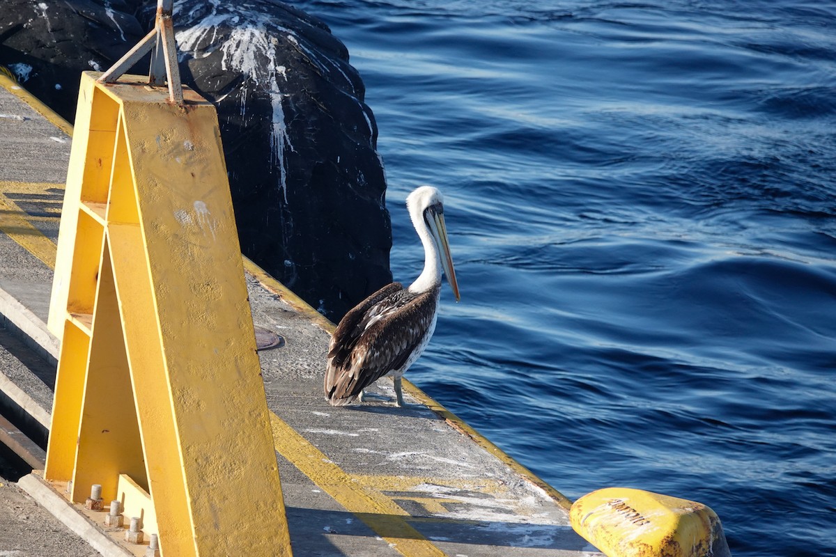 Peru Pelikanı - ML644331602