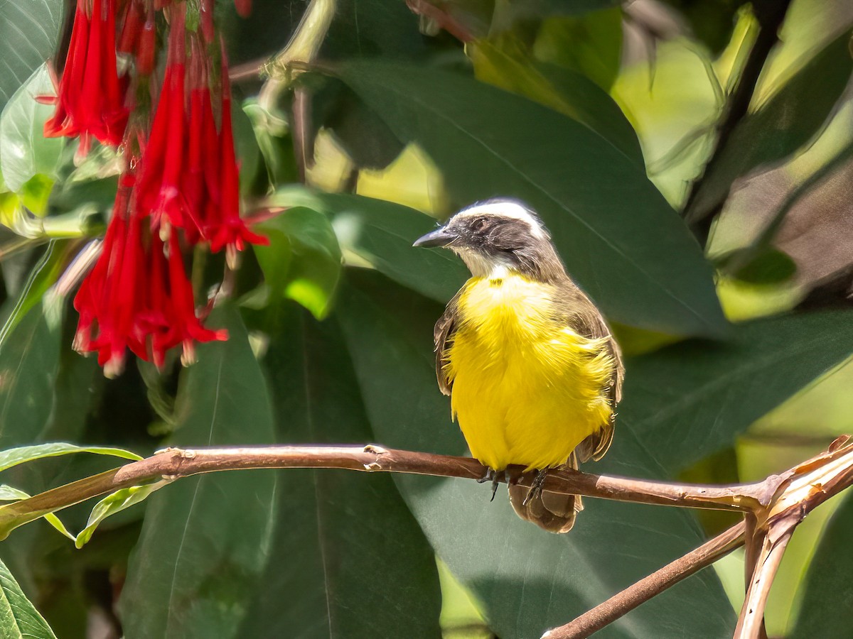Social Flycatcher - ML644331603
