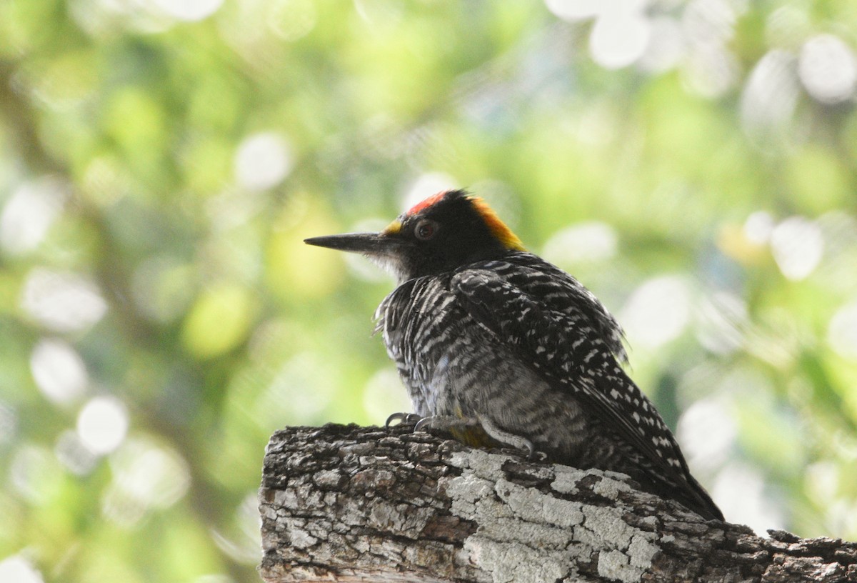 Golden-fronted Woodpecker - ML644331618