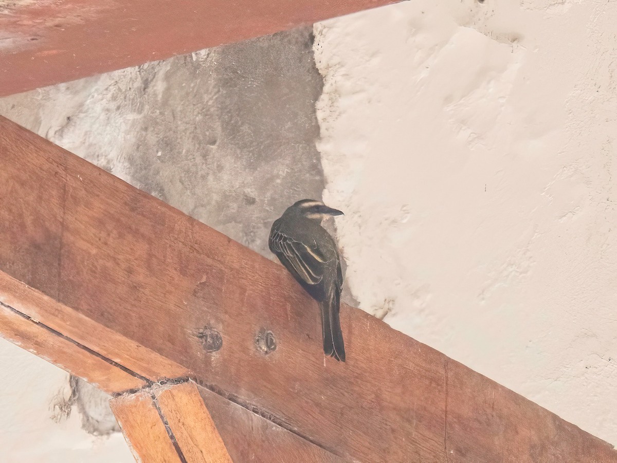 Golden-crowned Flycatcher - ML644331621