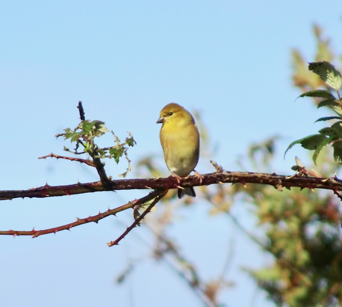 gulstillits - ML644331624