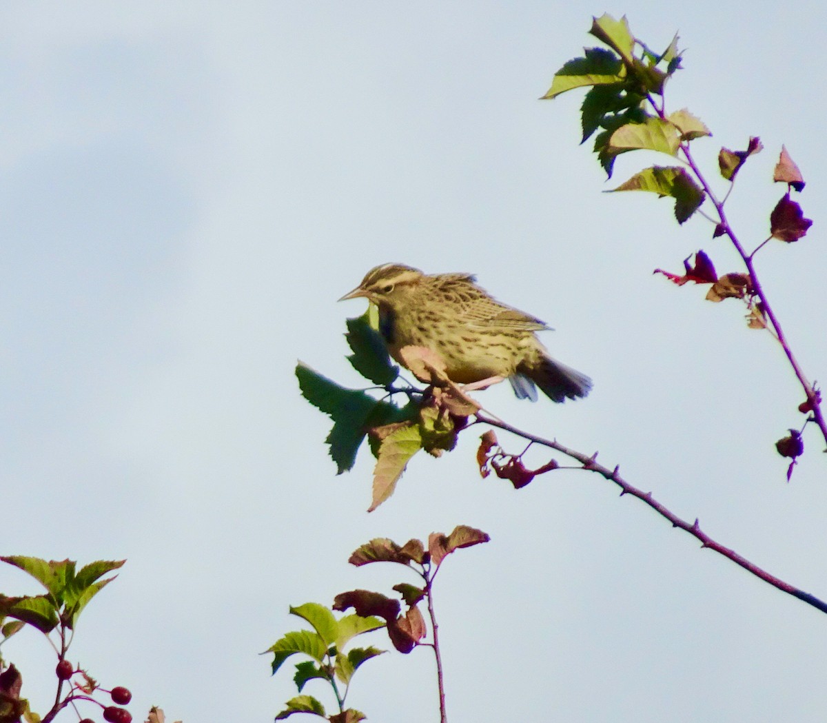 Шпаркос західний - ML644331631