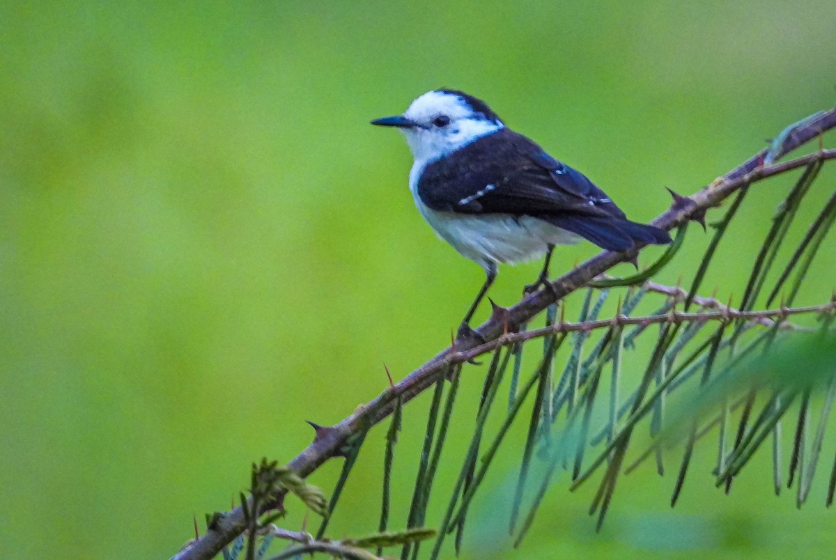 Черноспинный мухолов - ML644331638