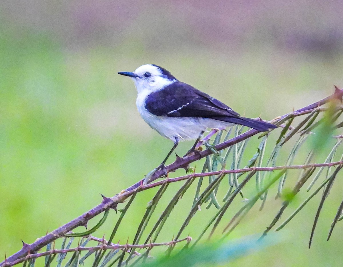 Черноспинный мухолов - ML644331639