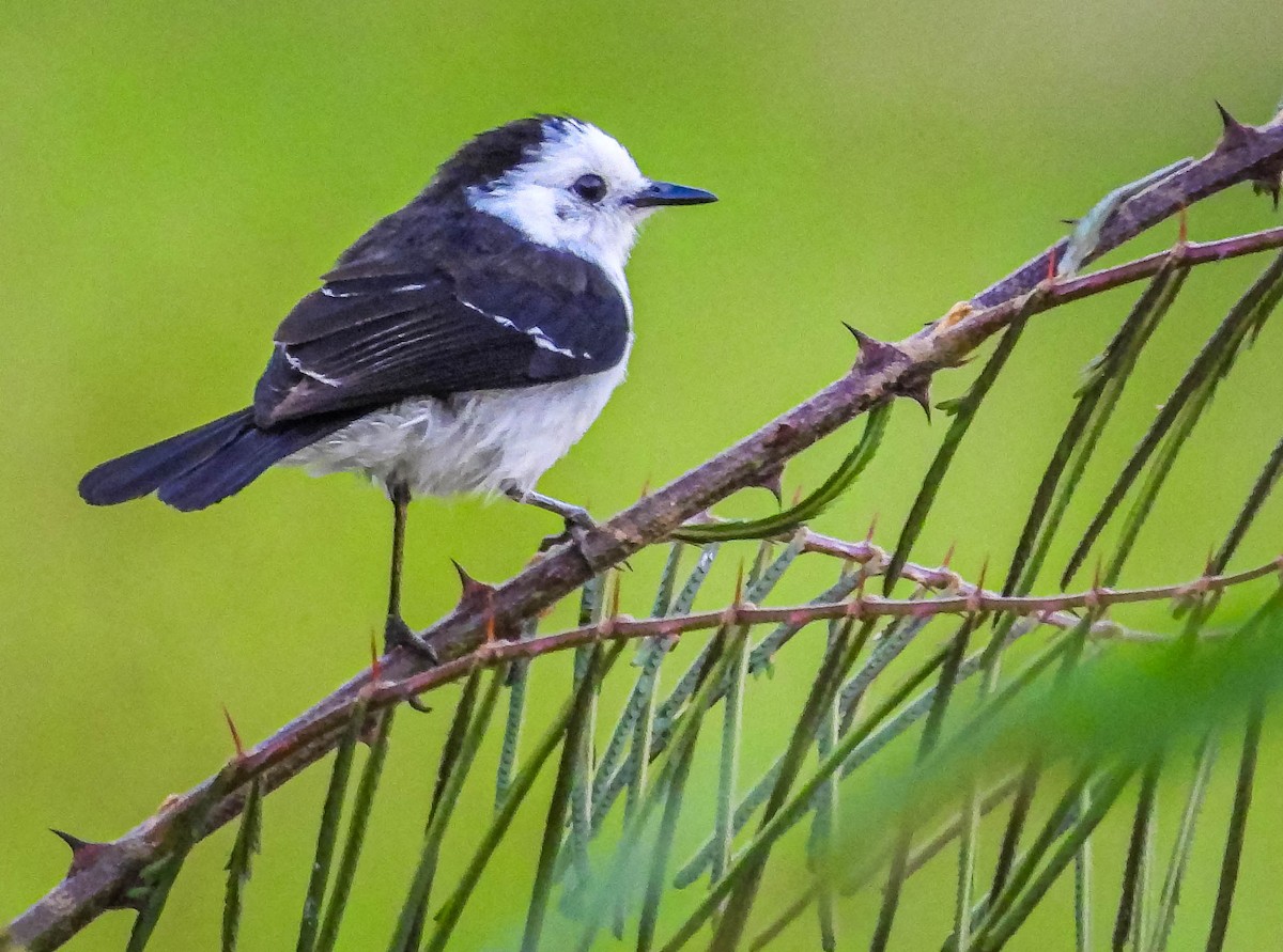 Черноспинный мухолов - ML644331641