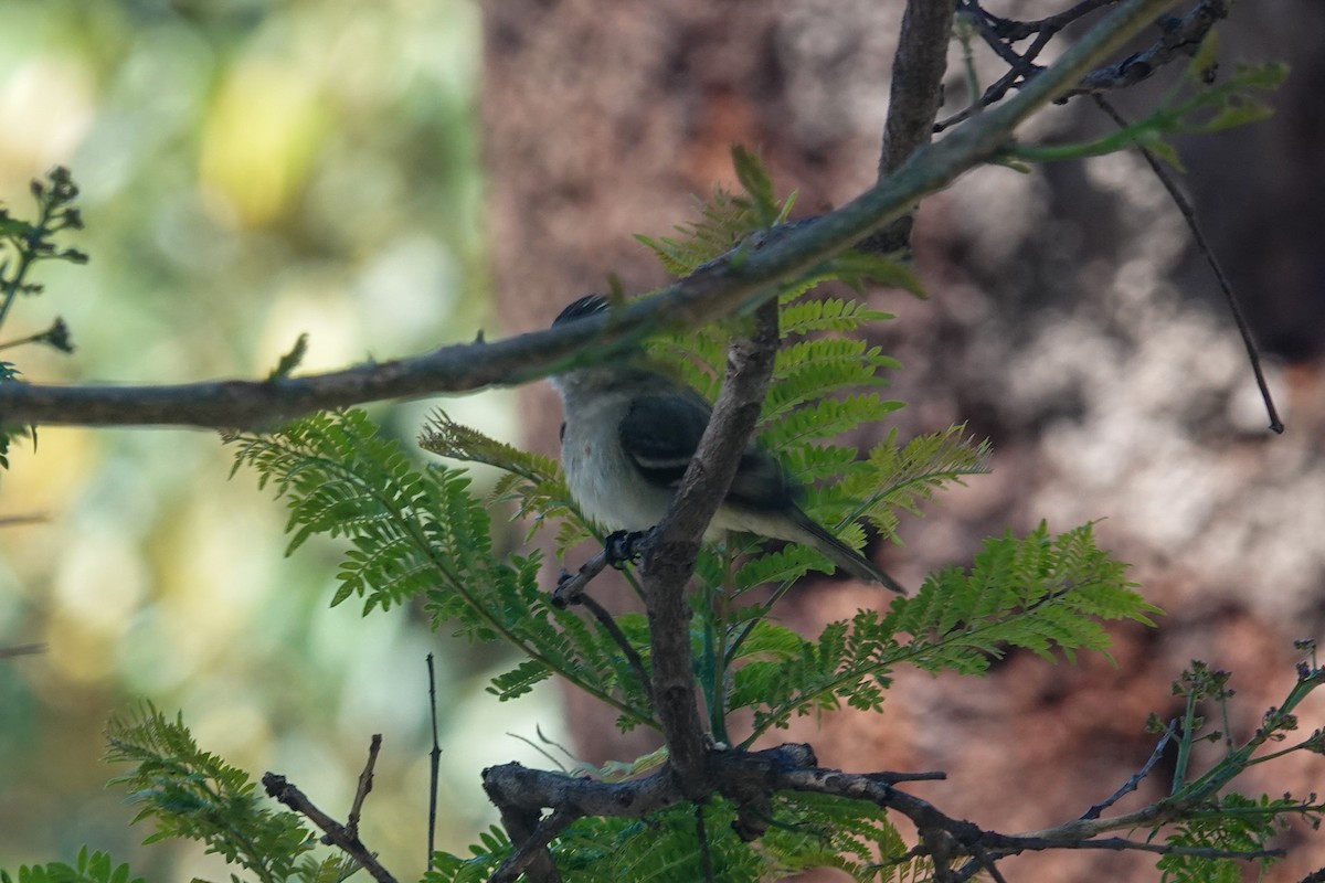 シラギクタイランチョウ - ML644331645