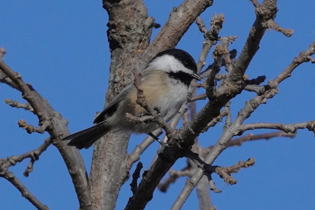 Black-capped Chickadee - ML644331663