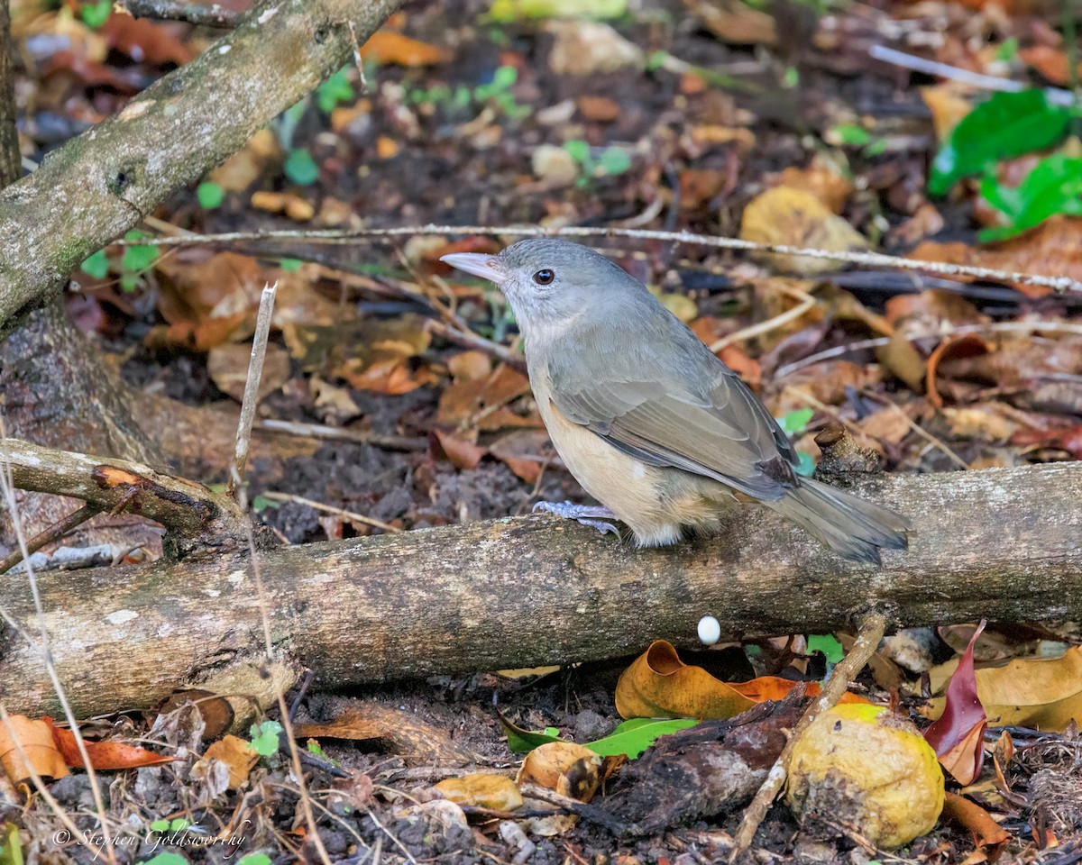 Little Shrikethrush (Rufous) - ML644331665