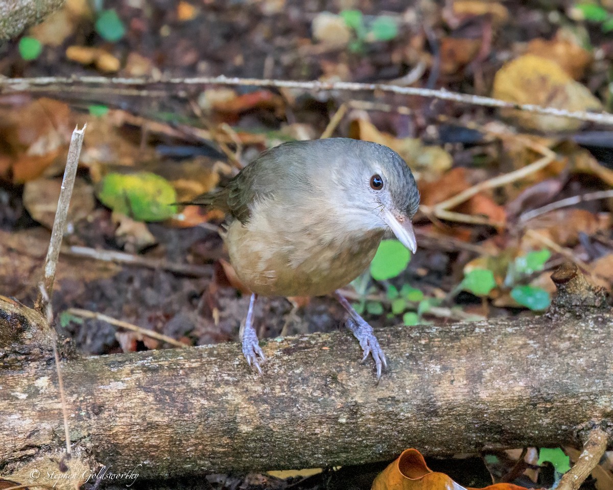 Little Shrikethrush (Rufous) - ML644331666
