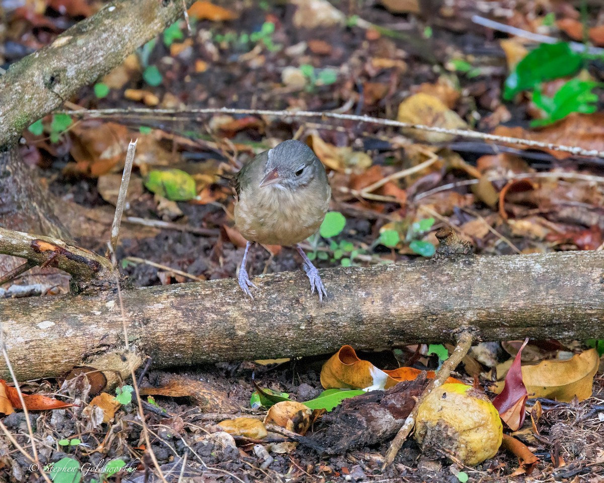 Little Shrikethrush (Rufous) - ML644331667
