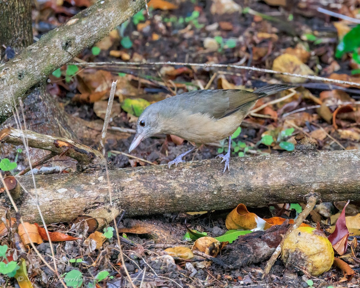 Little Shrikethrush (Rufous) - ML644331668
