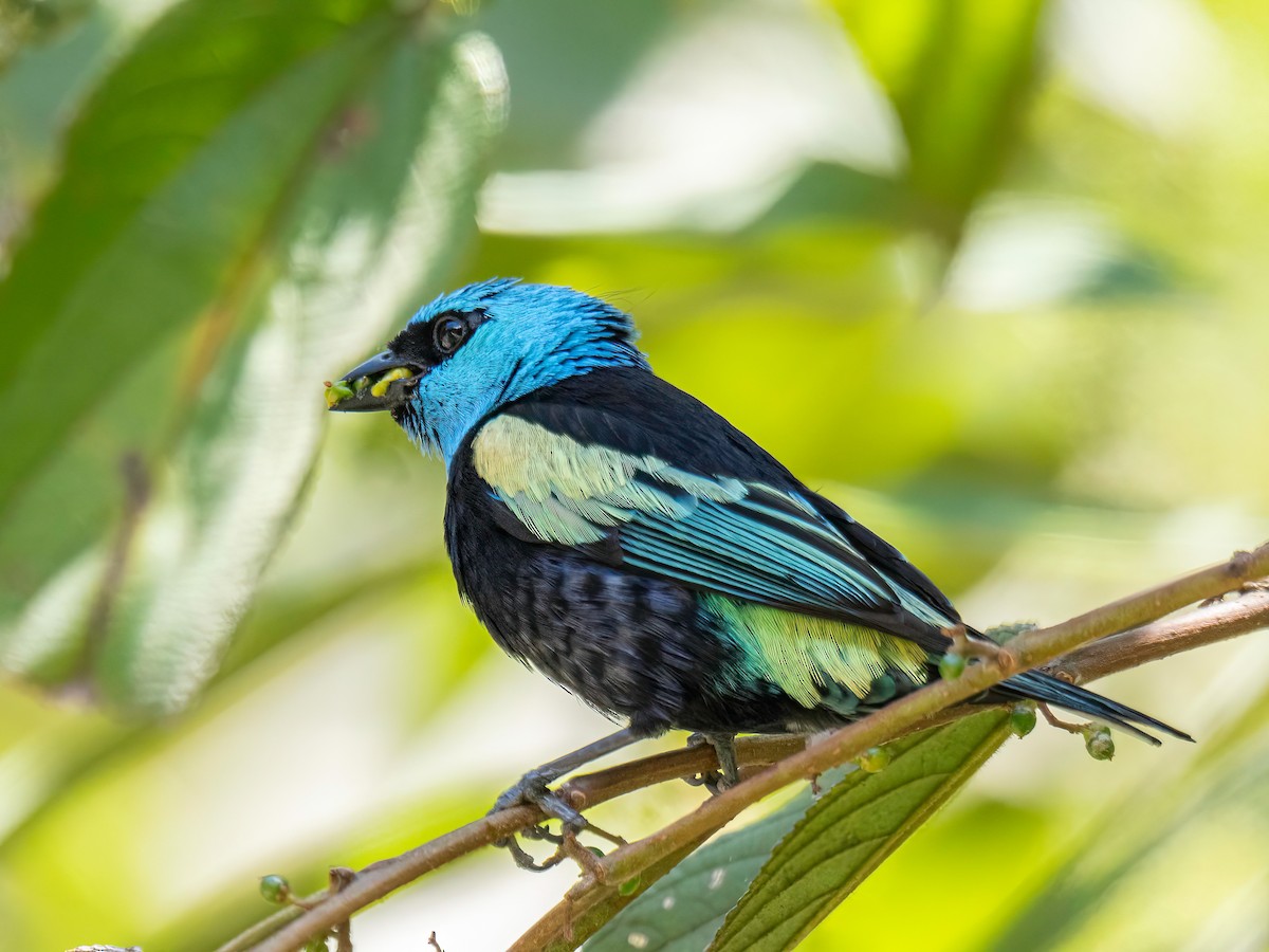 Blue-necked Tanager - ML644331679