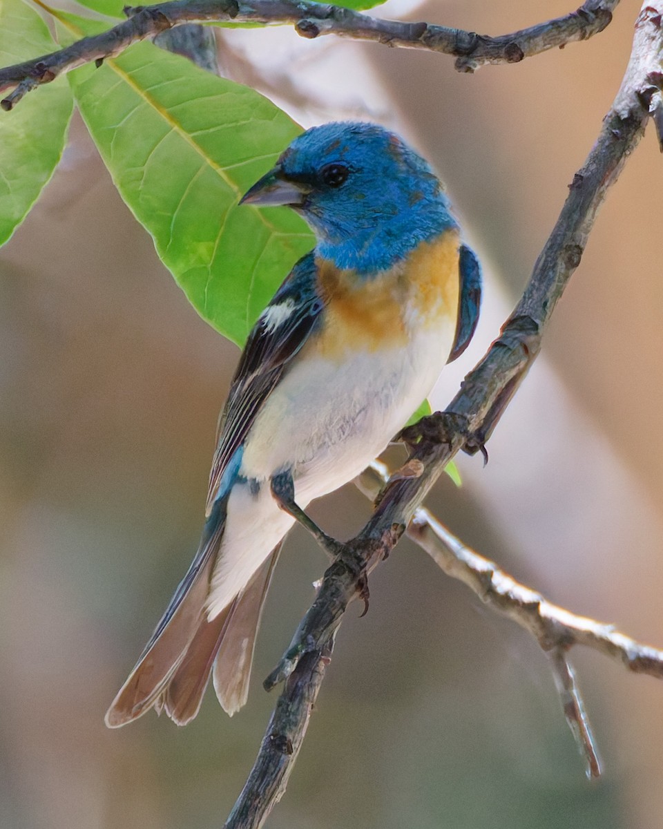 Lazuli Bunting - ML644331686