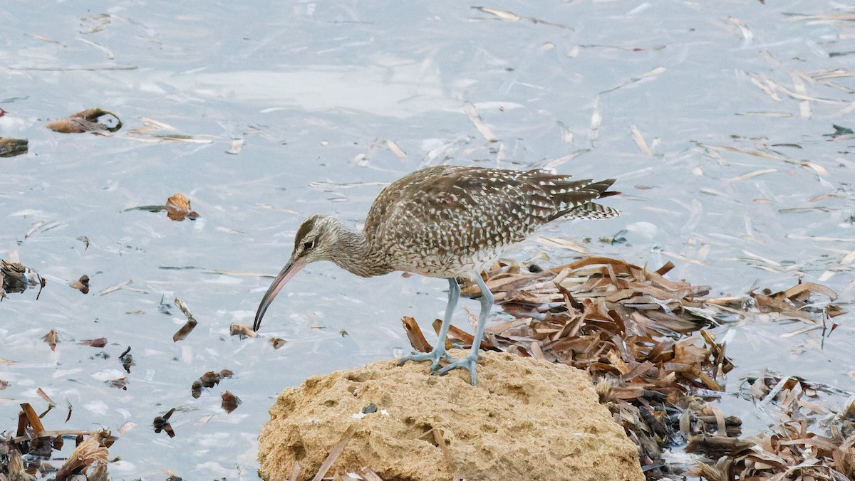 Eurasian Whimbrel - ML644331687
