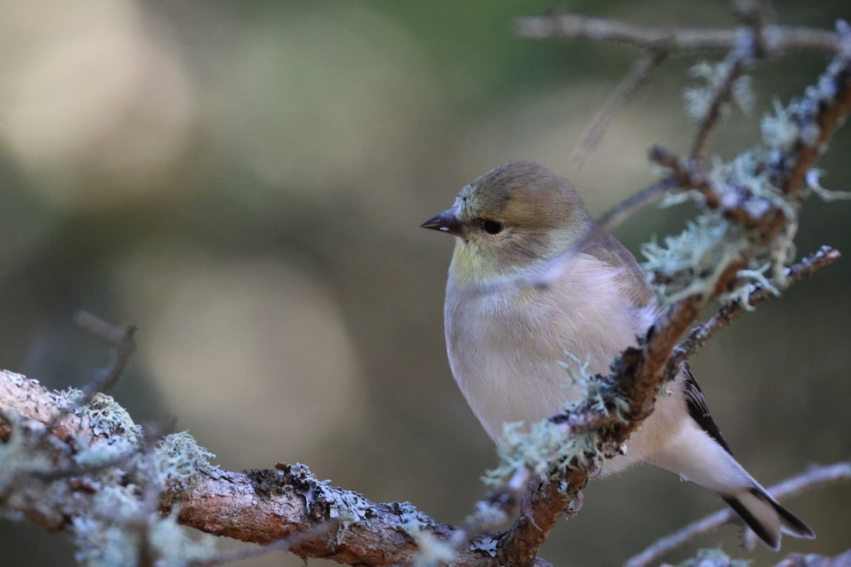 gulstillits - ML644331701