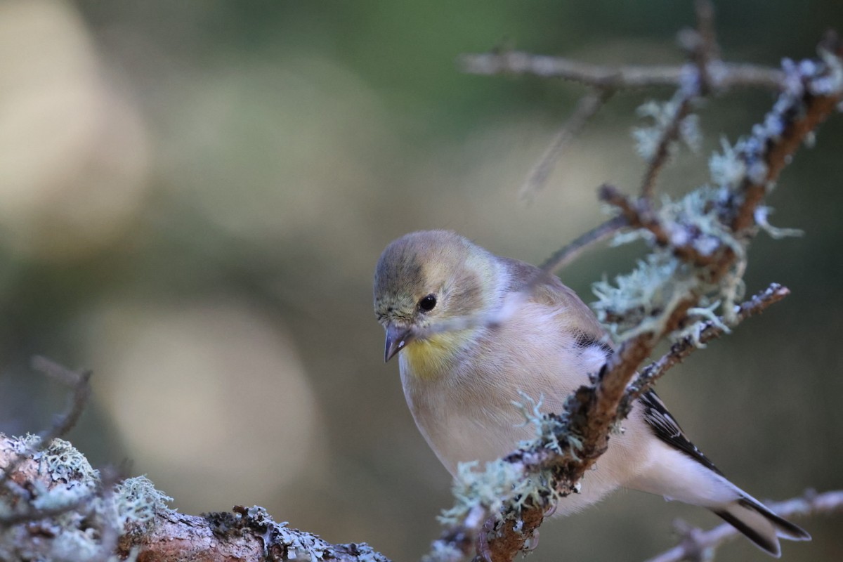 gulstillits - ML644331702