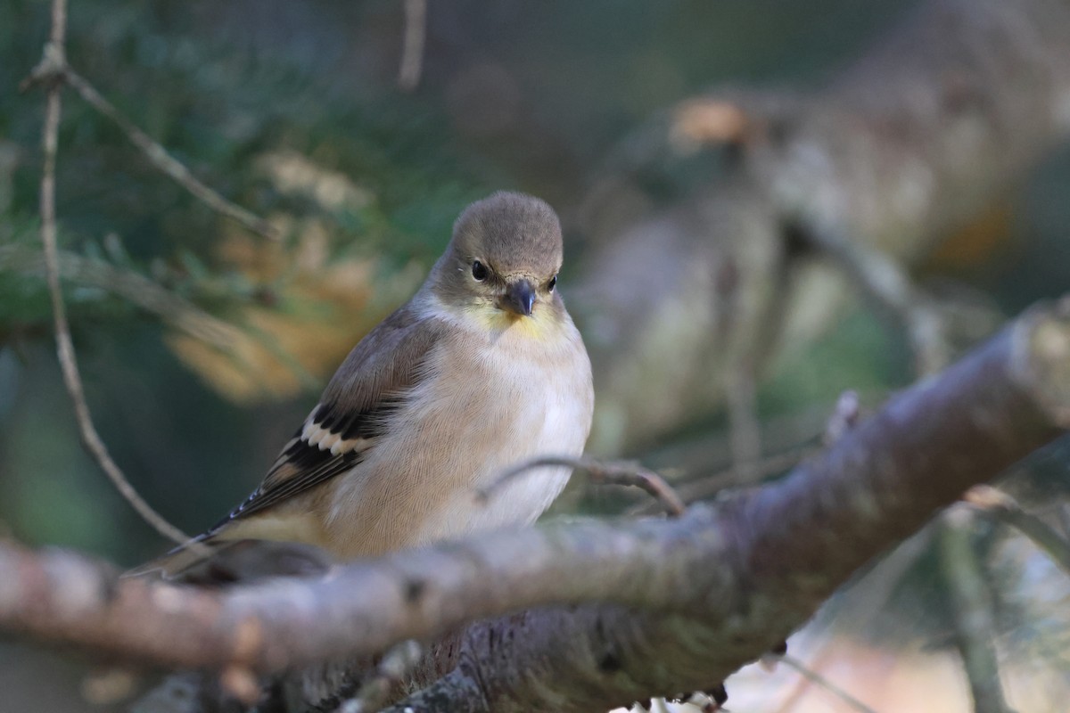 gulstillits - ML644331703