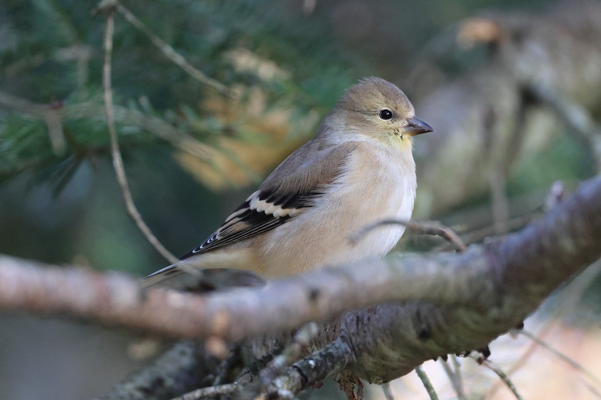 gulstillits - ML644331704