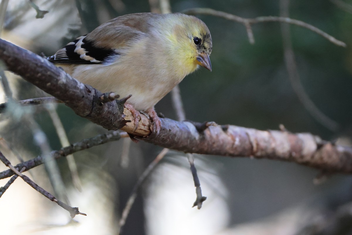 gulstillits - ML644331705