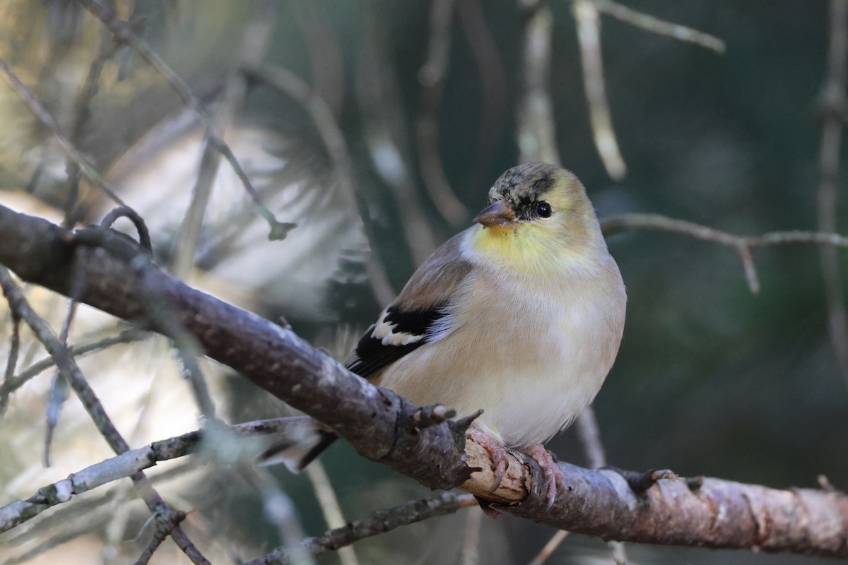 gulstillits - ML644331706