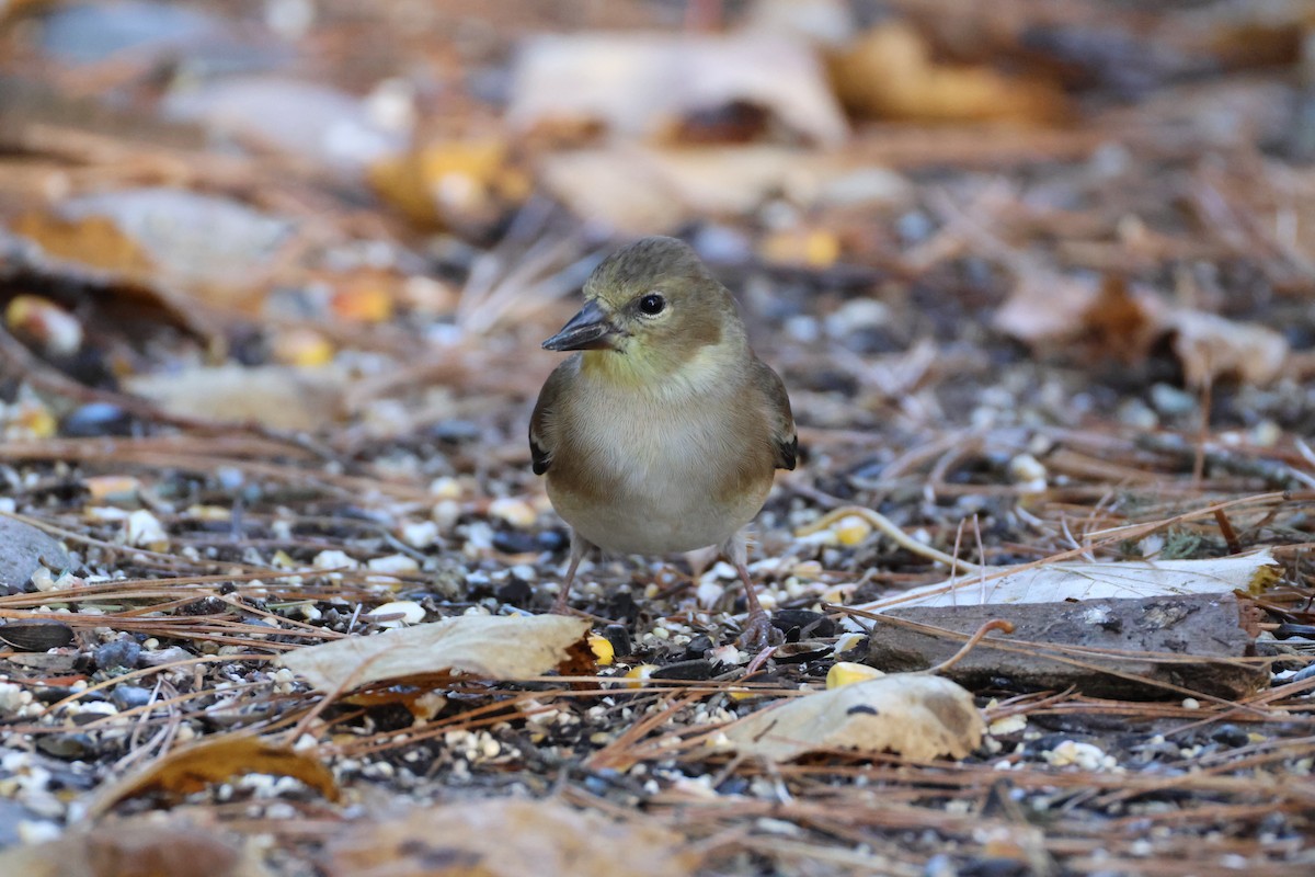 gulstillits - ML644331707