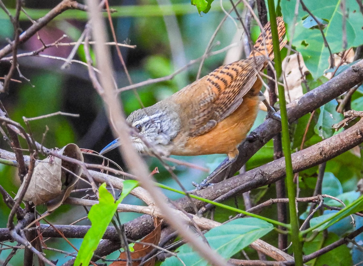 Buff-breasted Wren - ML644331710