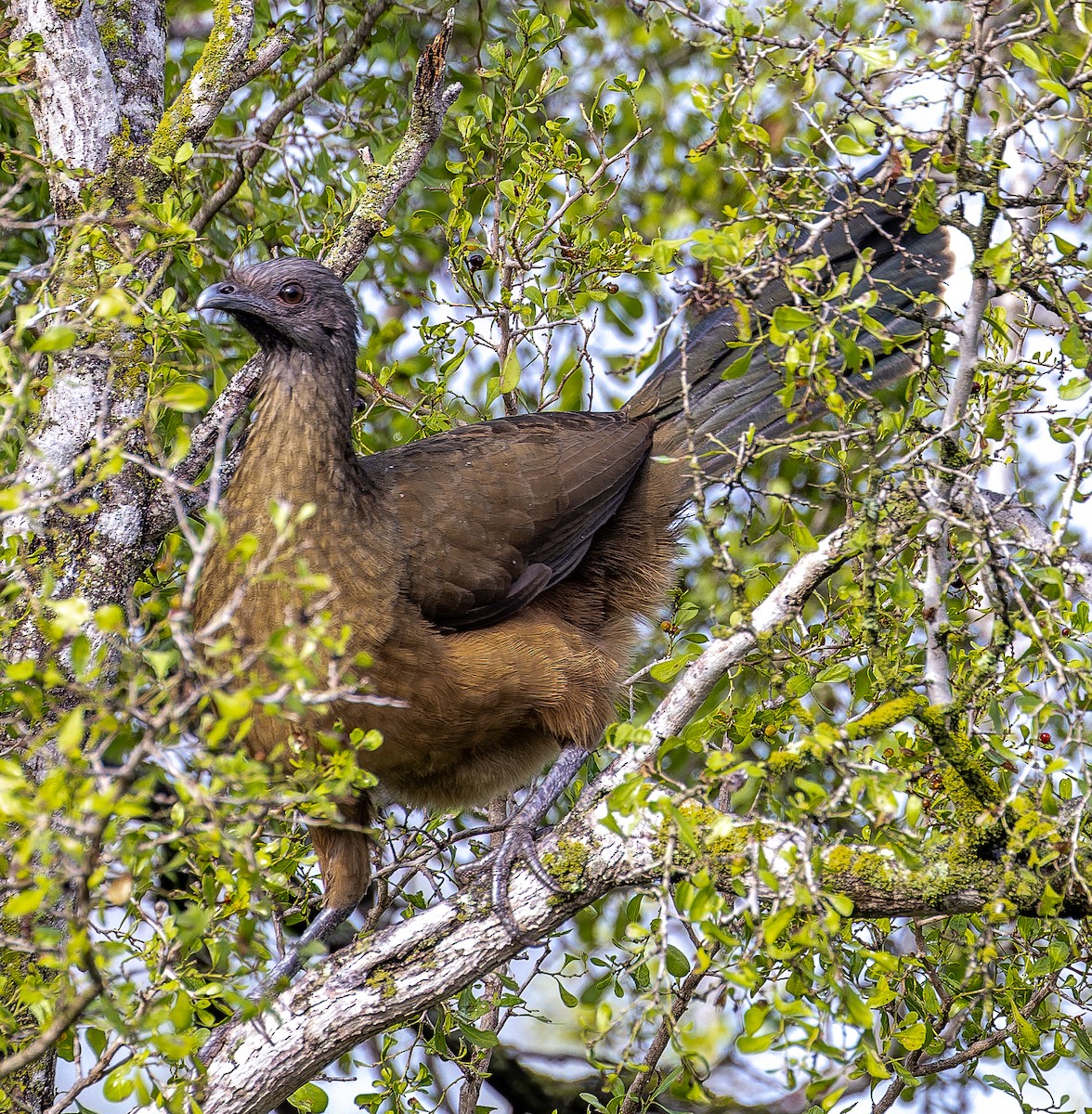 Plain Chachalaca - ML644331738
