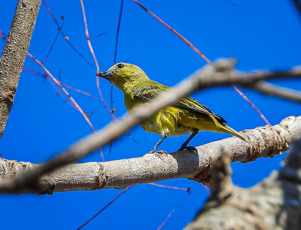 Hepatic Tanager (Lowland) - ML644331741