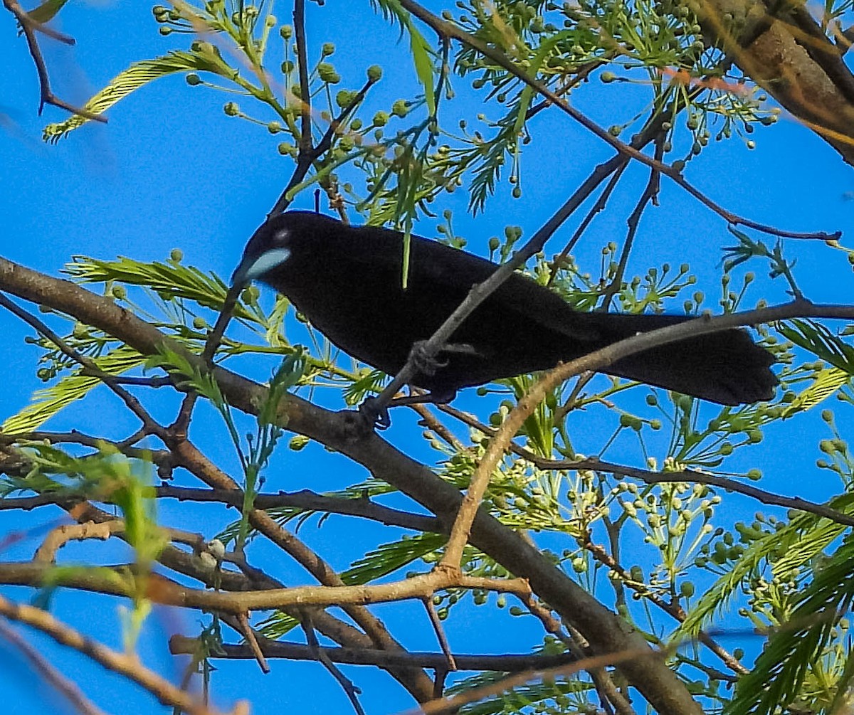 Silver-beaked Tanager - ML644331746