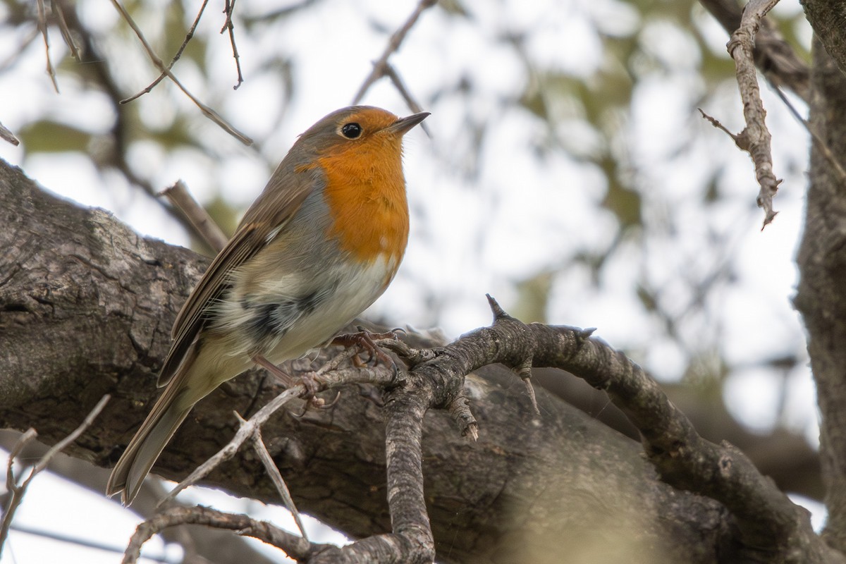 rødstrupe - ML644331748