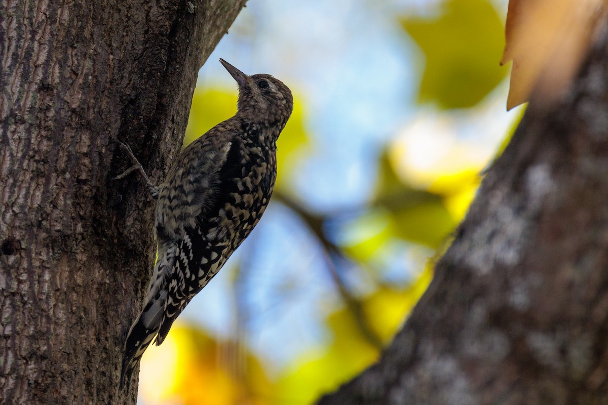 Yellow-bellied Sapsucker - ML644331761