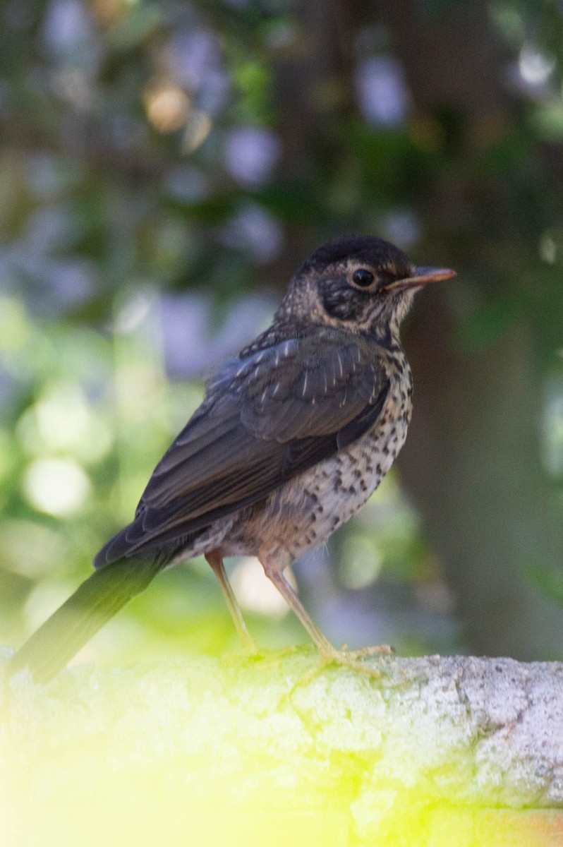 Austral Thrush - ML644331765