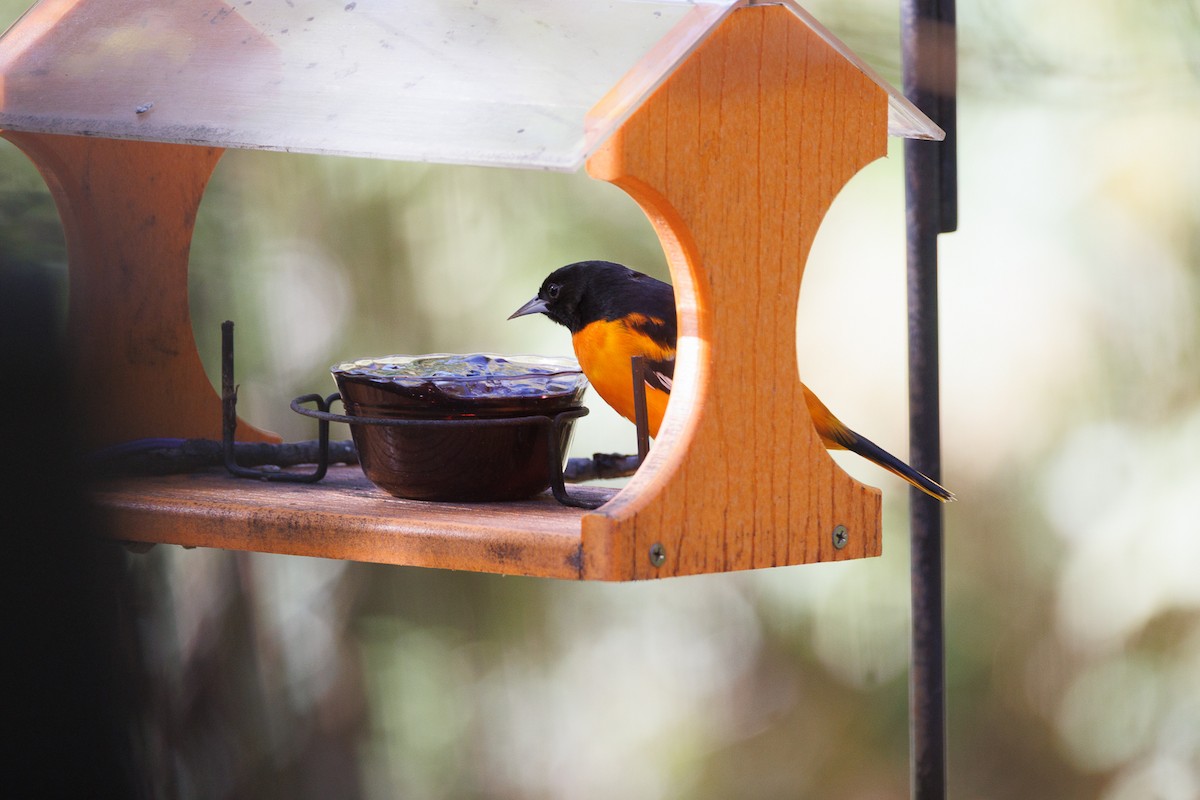 Baltimore Oriole - ML644331767