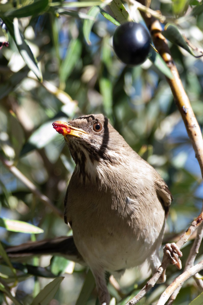 Creamy-bellied Thrush - ML644331777