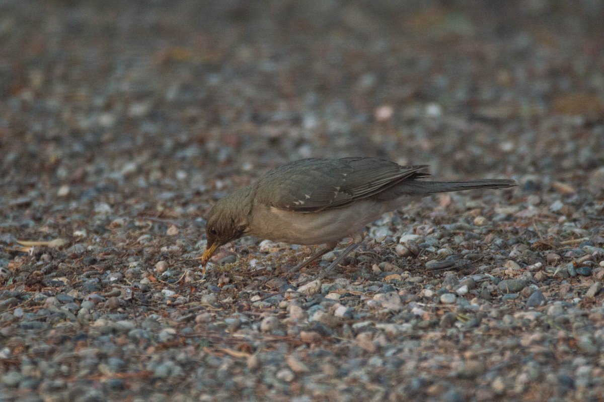 Creamy-bellied Thrush - ML644331778