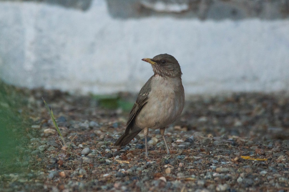 Creamy-bellied Thrush - ML644331779