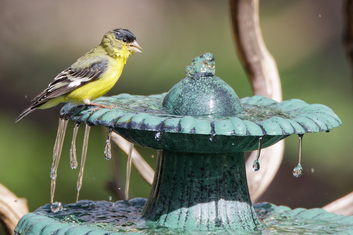 Lesser Goldfinch - ML644331788