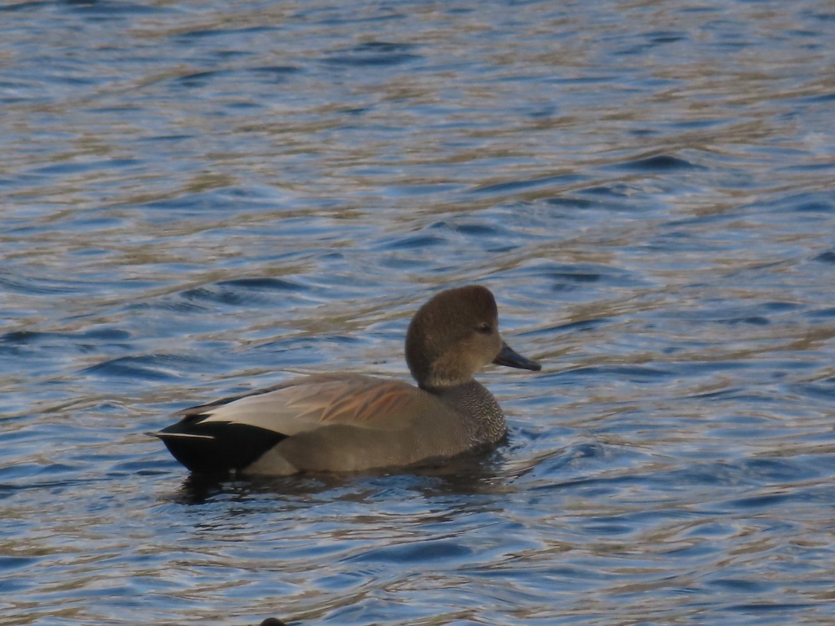 Ipar-ahatea - ML644331810