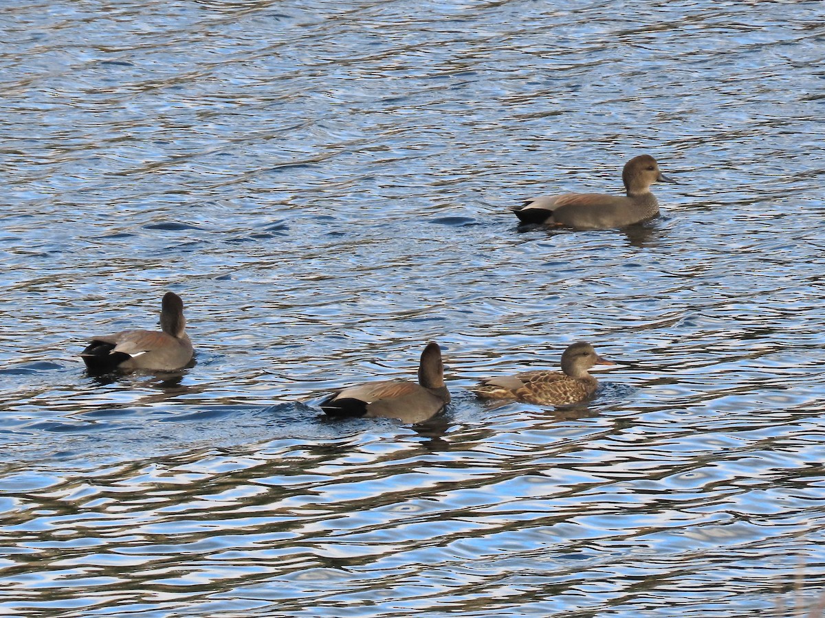 Ipar-ahatea - ML644331811