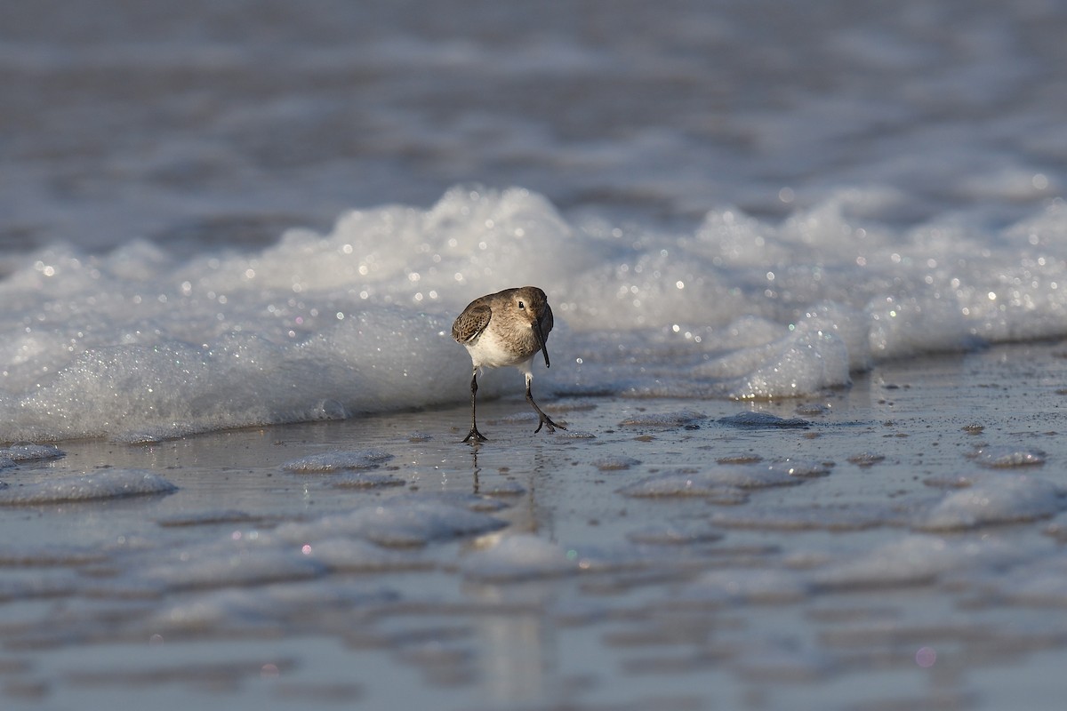 ハマシギ - ML644331812