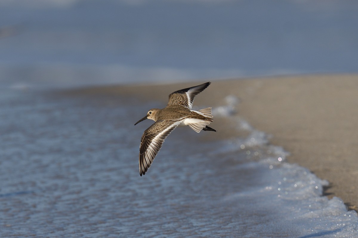 ハマシギ - ML644331814