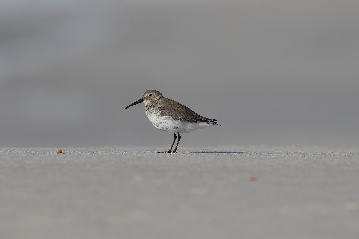 ハマシギ - ML644331818