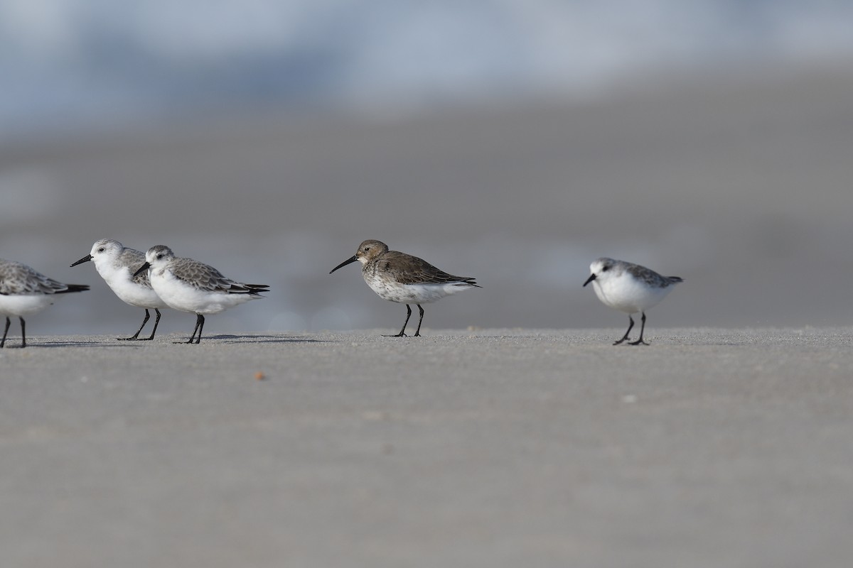 ハマシギ - ML644331819