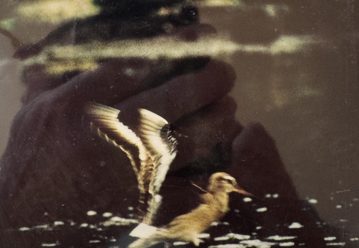 Hudsonian Godwit - ML644331821