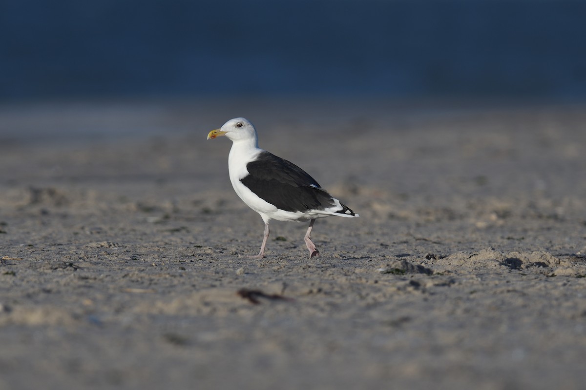 オオカモメ - ML644331834