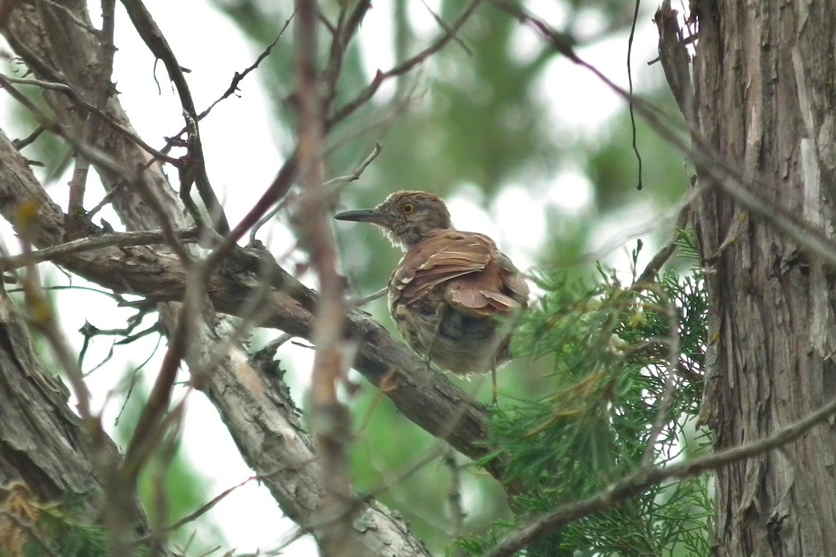 brunspottefugl - ML644331840