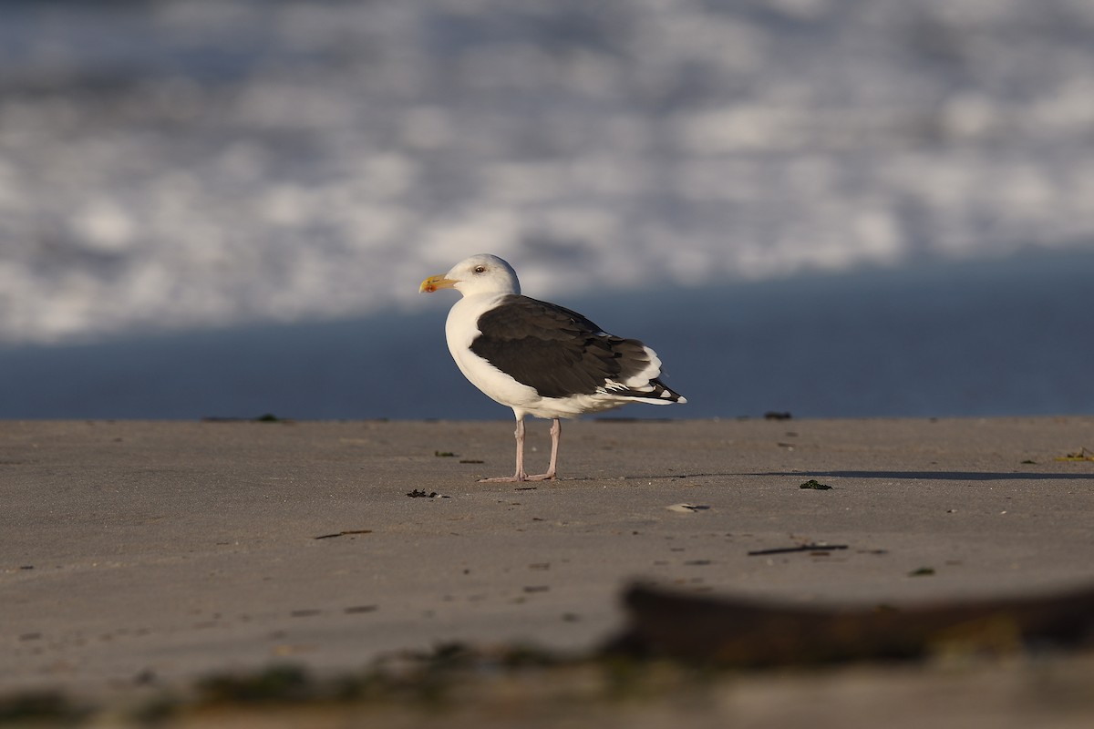 オオカモメ - ML644331847