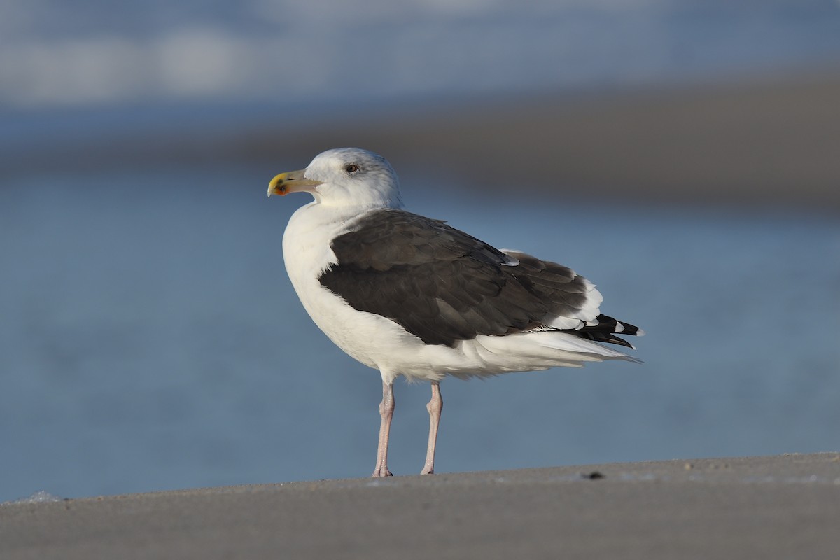 オオカモメ - ML644331848